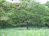 瞑想の樹木